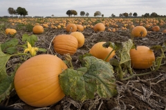 3783C-Kürbisfeld Hagenburg