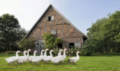 4500M-Bauernhaus-mit-Gaense-2801M