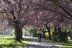 8531C-in-den-Frühling-fahren