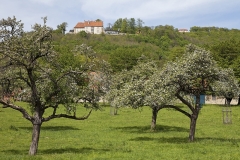 974E-Streuobstwiese-vor-der-Schaumburg