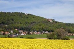 976E-Rapsfeld-vor-der-Schaumburg