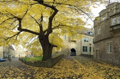 Gerichtslinde vor Schloss in Stadthagen Herbst