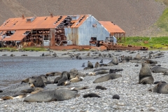 2840T-Seelöwen-Stromness-Bay-Südgeorgien-mit-Walfangstation