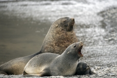 2856T-Seelöwen-Familie-Stromness-Bay-Südgeorgien