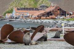 2925T-Seelöwen-zwischen-Schiffsschrauben-Stromness-Bay-Südgeorgien-mit-Walfangstation