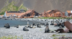 2973T-Seelöwen-Stromness-Bay-Südgeorgien-mit-Walfangstation