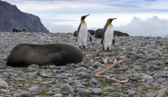 3001T-Fortuna-Bay-Landschaft-mit-Renntiergeweih-Südgeorgien-Königspinguine-und-Seelöwen