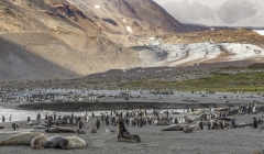 3162T-Südgeorgien-St.-Andrews-Bay-Seelefanten-und-Königspinguine