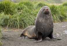 3423T-Südgeorgien-Salisbury-Plane-Königspinguin-mit-Seelöwe