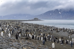 3608T-Südgeorgien-Salisbury-Plane-mit-Königspinguinen-und-Seelöwen-am-Strand