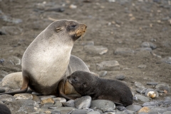 3649T-Südgeorgien-Salisbury-Plane-junger-Seelöwe-mit-Mutter-am-Strand