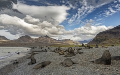 4956TZ-Fortuna-Bay-Landschaft-Südgeorgien-Seelöwen