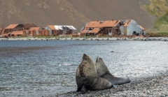 Seelöwen-Stromness-Bay-Südgeorgien-mit-Walfangstation