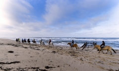 0134K-Pferde-am-Strand-Sylt